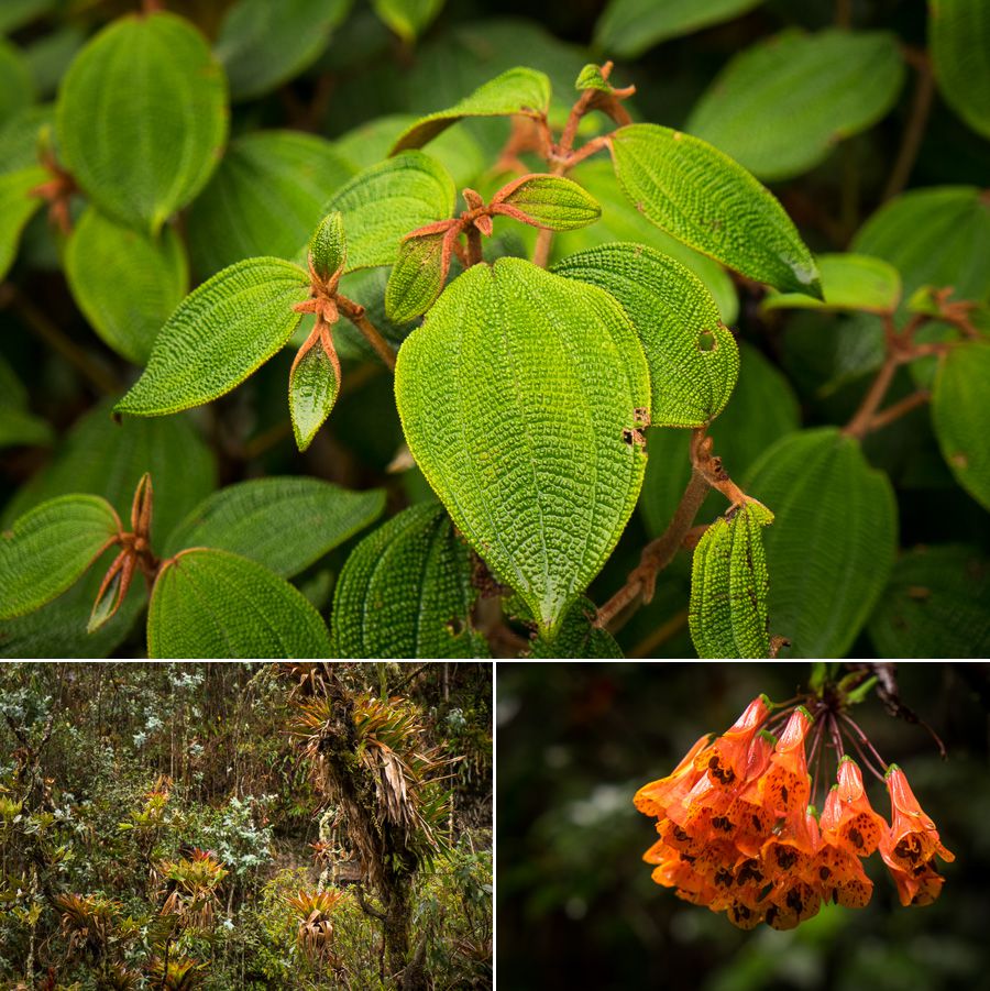 Plant life along the hiking trail to the Cascada Condor Machay near Quito, Ecuador