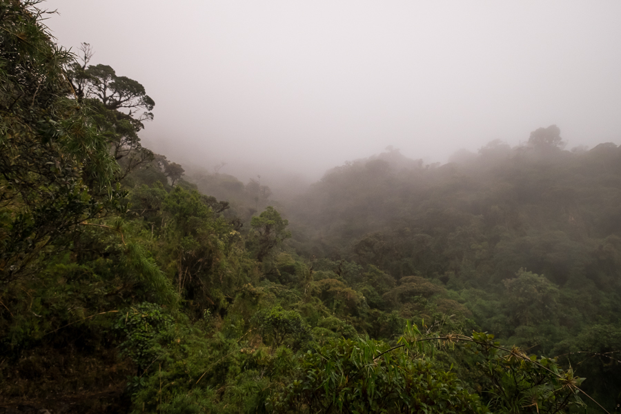 Dense vegetation seen from the trail of Los Miradores hike in the Podocarpus National Park near Loja in Ecuador