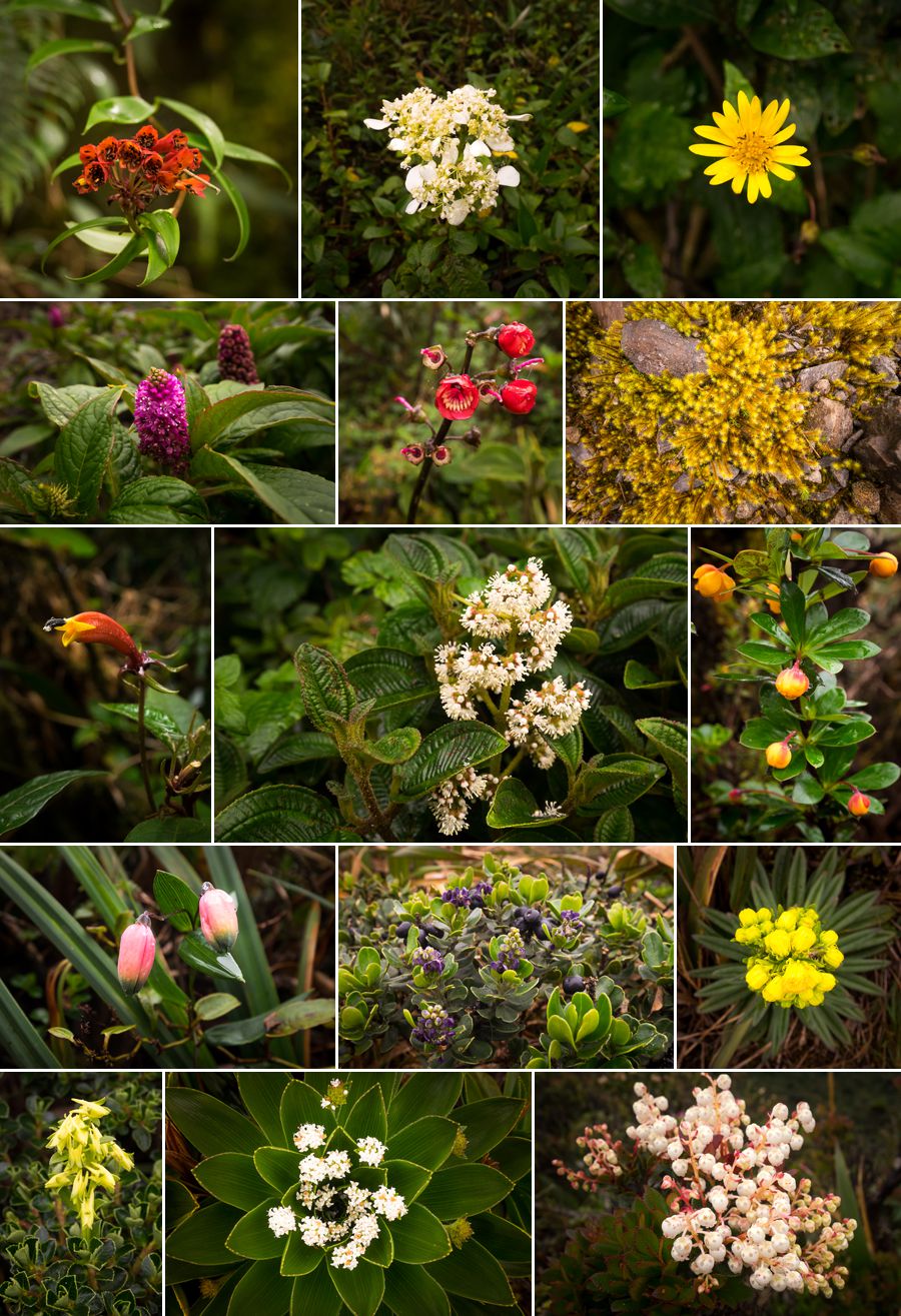 Various flowers on los Miradores hike in the Podocarpus National Park near Loja, Ecuador