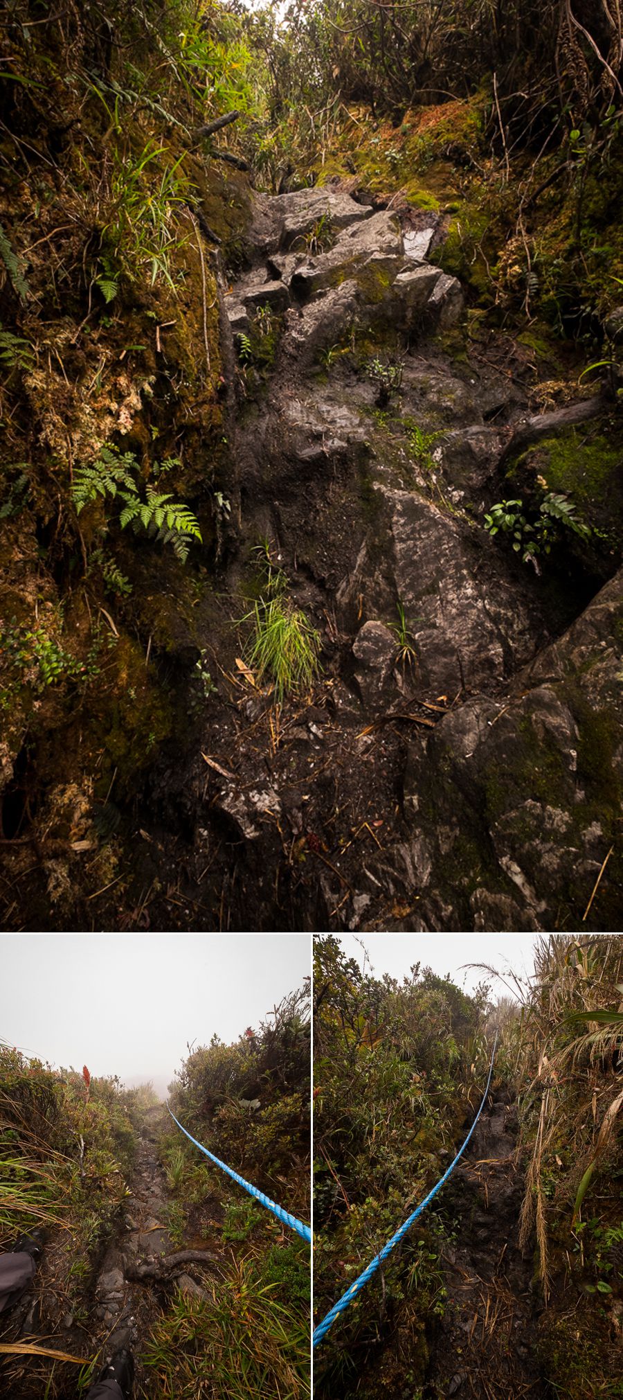 Ropes to assist in the very steep sections of Los Miradores hike in the Podocarpus National Park near Loja, Ecuador