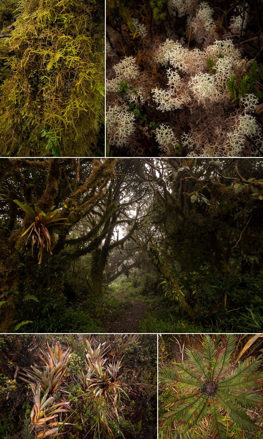 Various plants on los Miradores hike in the Podocarpus National Park near Loja, Ecuador