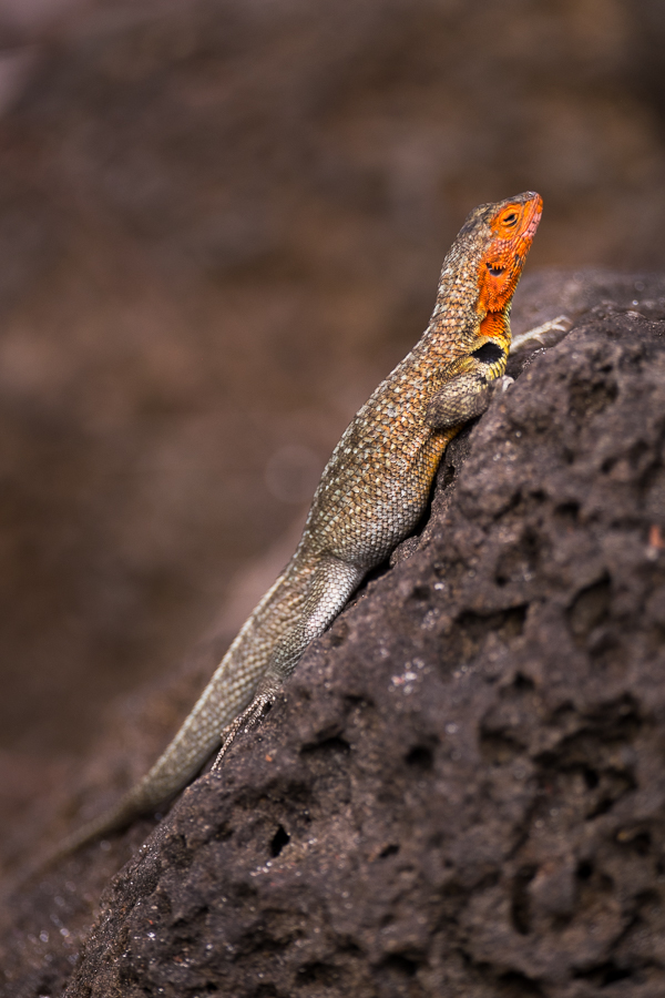 Lava Lizard on a rock, clearly showing the bright orange neck and face. Santa Cruz Island, Galapagos.