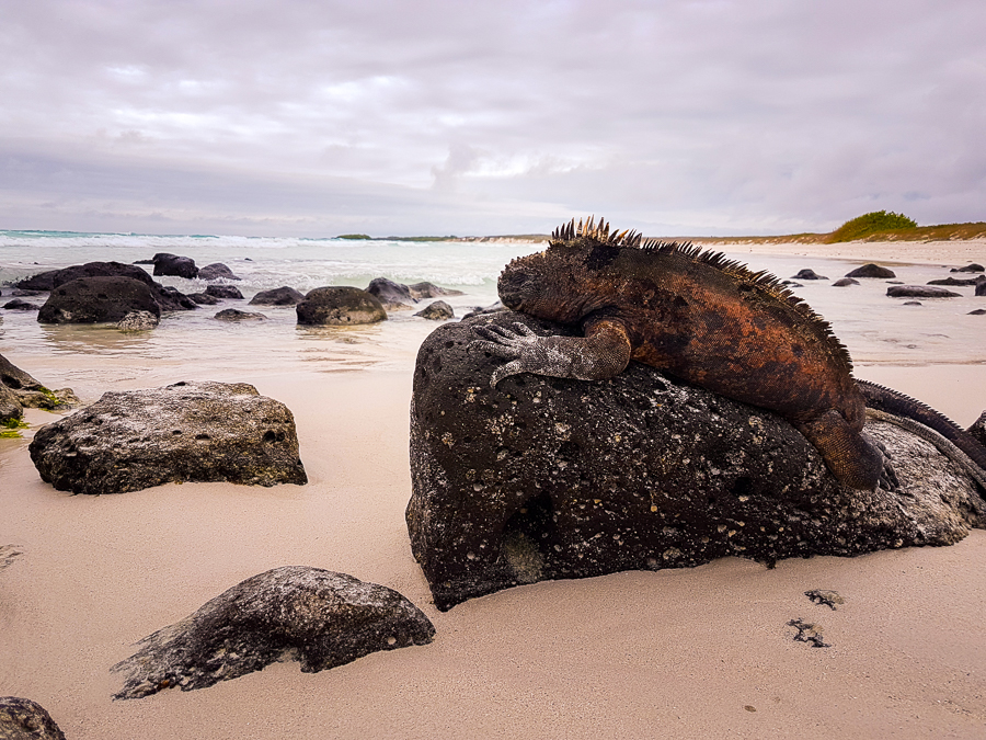 Galapagos Marine Iguana on a rock at Tortuga Bay on Santa Cruz, Galapagos