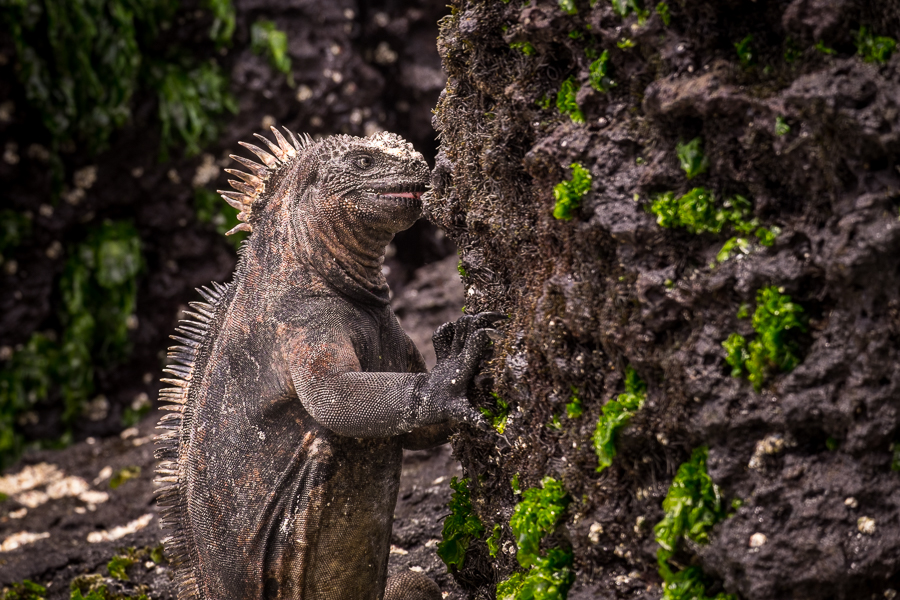 Marine Iguana eating plant material from a rock in Tortuga Bay on Santa Cruz Island, Galapagos