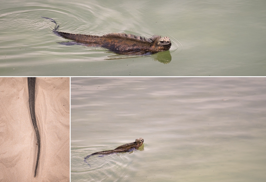 Galapagos Marine Iguana swimming at Playa Mansa on Santa Cruz Island, Galapagos