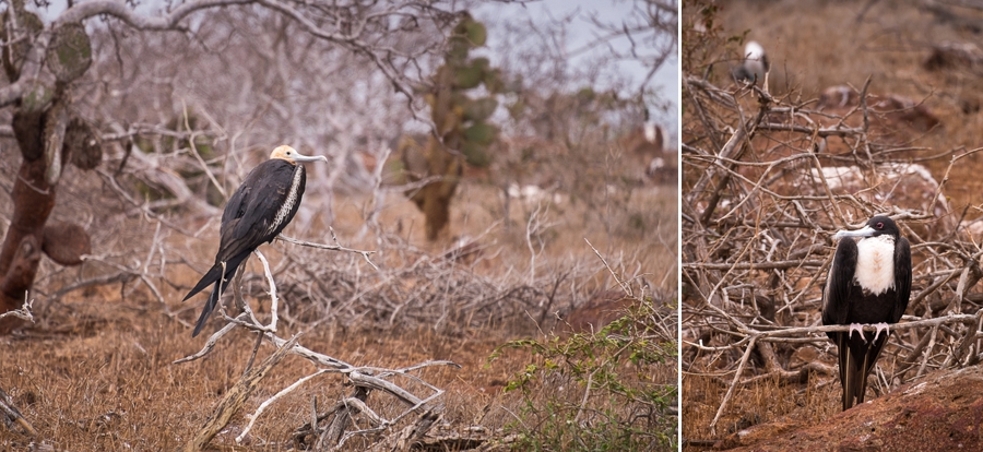 Juvenile and female frigatebirds showing the difference between them, on North Seymour Island, Galapagos