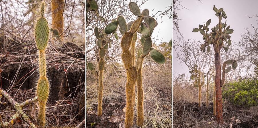 3 stages of evolution of the trunk of an Opuntia cactus, Santa Cruz Island, Galapagos