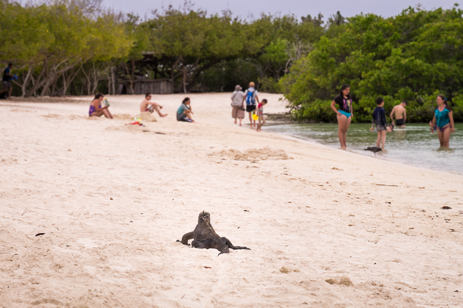 Marina Iguana on Playa Mansa with people in the background - Santa Cruz, Galapagos