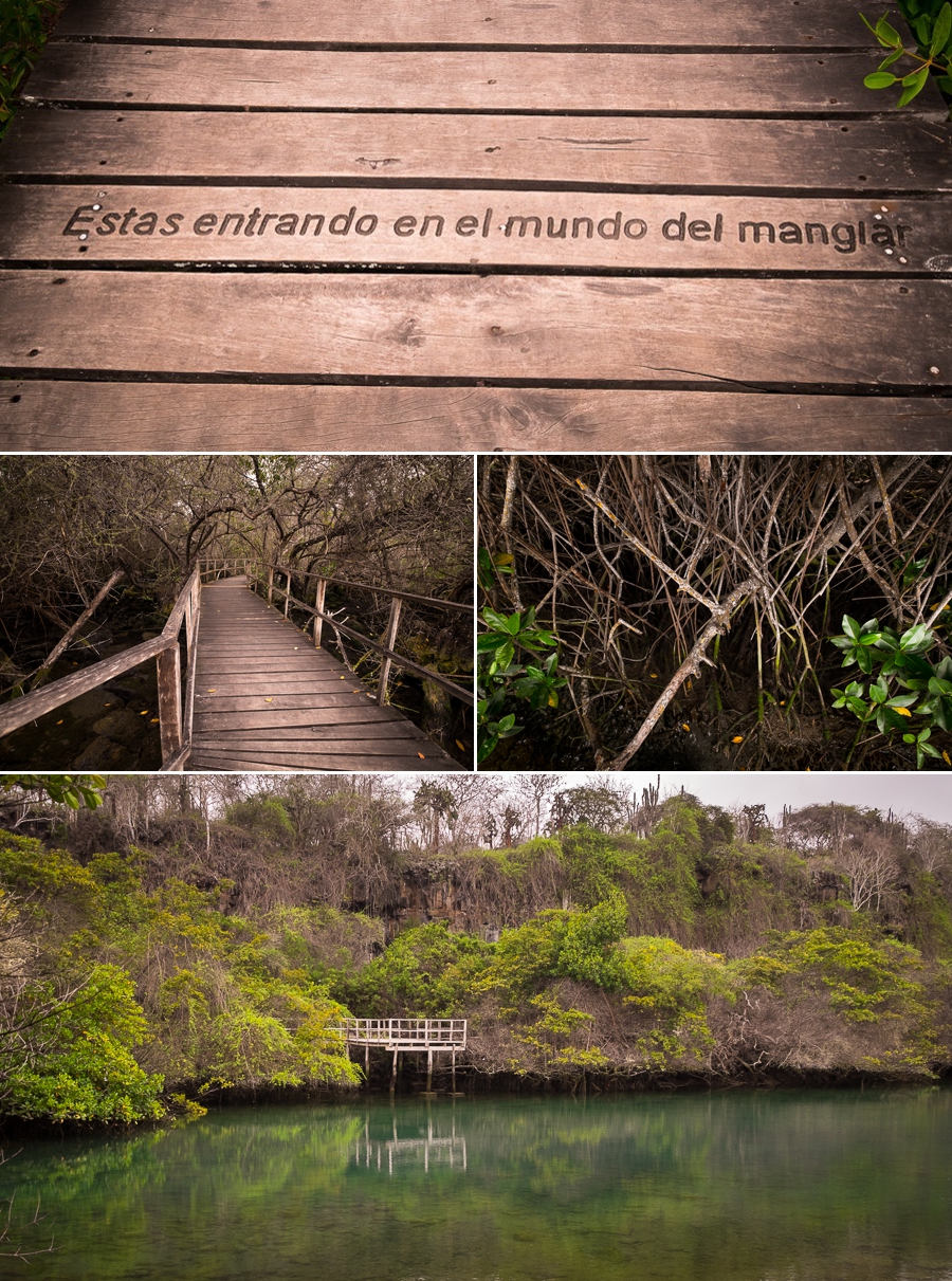 Views of Laguna Ninfas, its boardwark and vegetation near Puerto Ayora on Santa Cruz Island, Galapagos