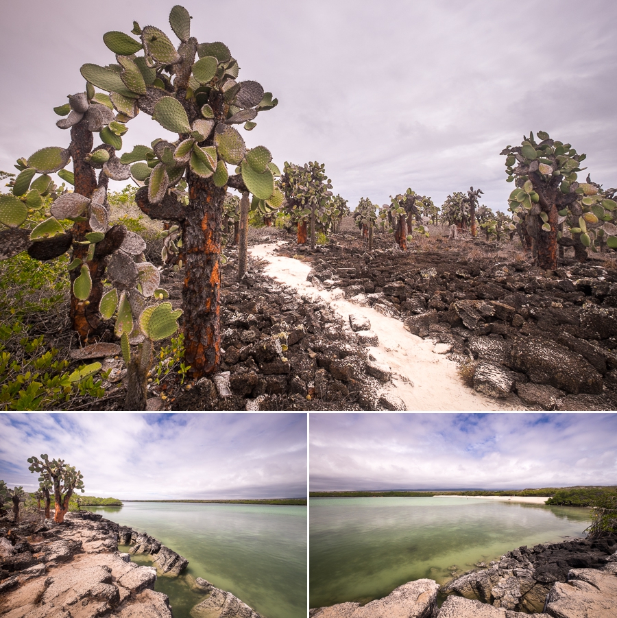 Views and vegetation from cliff at the end of Playa Mansa on Santa Cruz Island, Galapagos