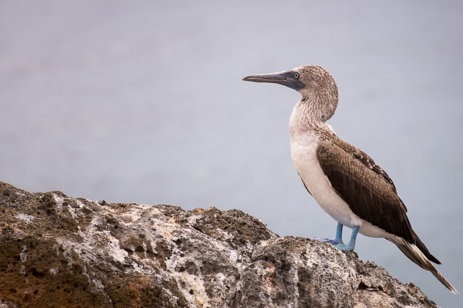 Blue-footed bobbie standing on a rock with the ocean in the background on North Seymour Island, Galapagos