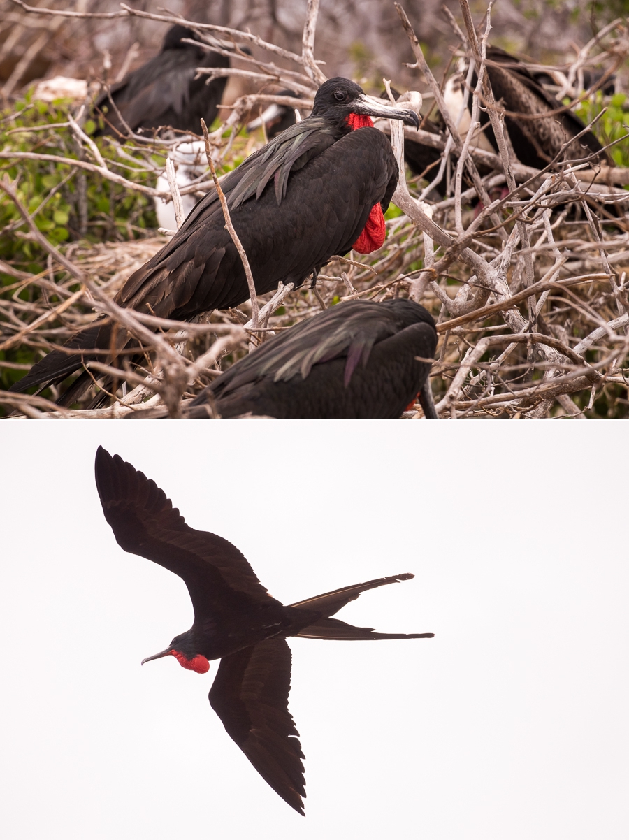 Male frigatebirds showing the red sac, on North Seymour Island, Galapagos