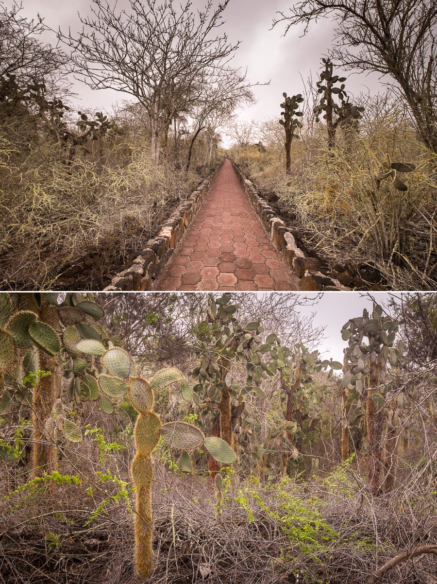 Path and vegetation that leads the way to Tortuga Bay on Santa Cruz Island, Galapagos