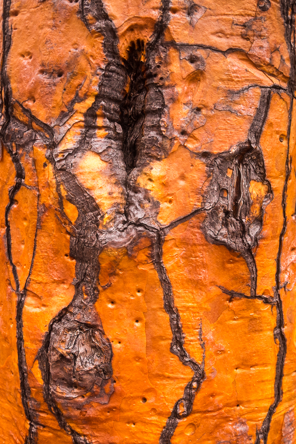 Close-up detail of a trunk of a large, mature Opuntia-cactus on Santa Cruz, Galapagos