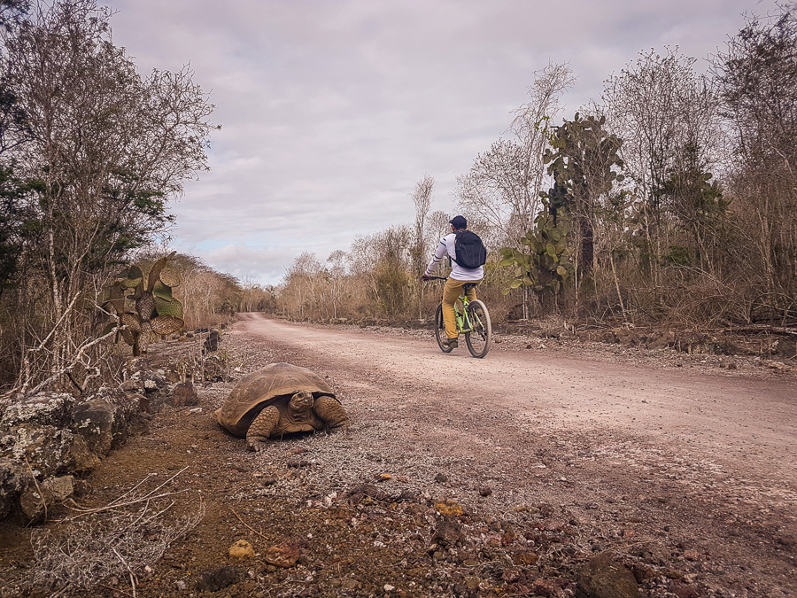 Cyclist passing a Galapagos giant land tortoise along the Tortoise Way on Isla Isabela