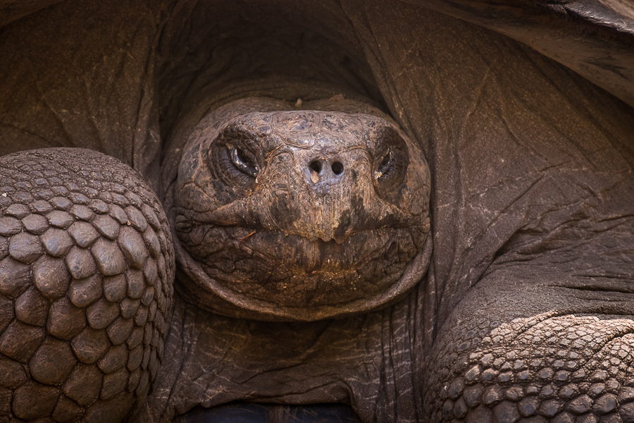 Closeup of the face and front legs of a Galapagos Giant Land Tortoise - hiking along the Tortoise Way in Isla Isabela