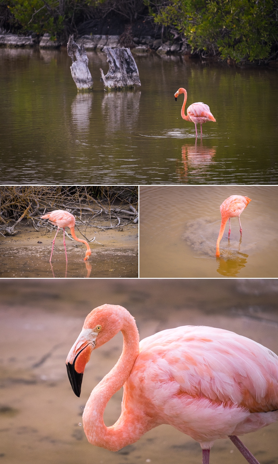 Flamingos at the estuary just outside of town 