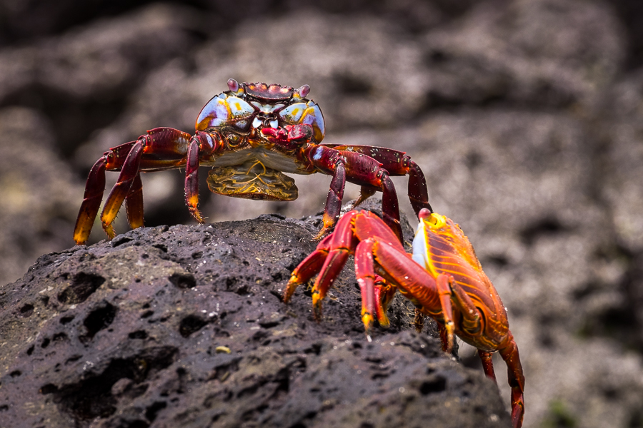 Male and female Sally-Lightfoot Crabs on a rock at Tortuga Bay on Santa Cruz, Galapagos