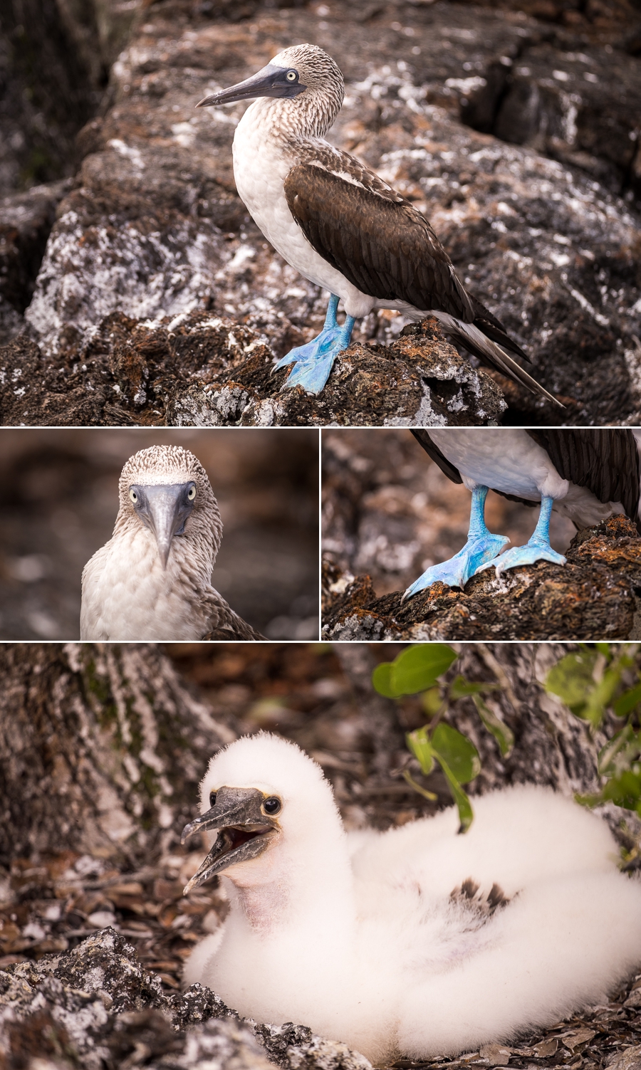 Images of a Blue-footed Boobie at Los Túneles, and a fluffy chick