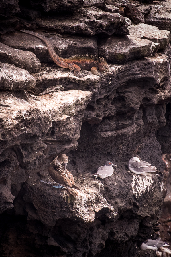 Birds nesting on the cliffs near La Lobería - Isla San Cristóbal - Galapagos