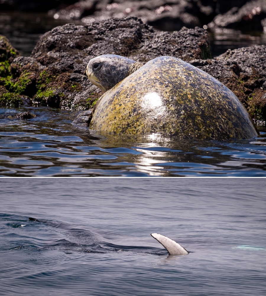 A Green Sea turtle sunning itself on a rock, and the fin of a sting ray - both seen on the way back to the harbour.