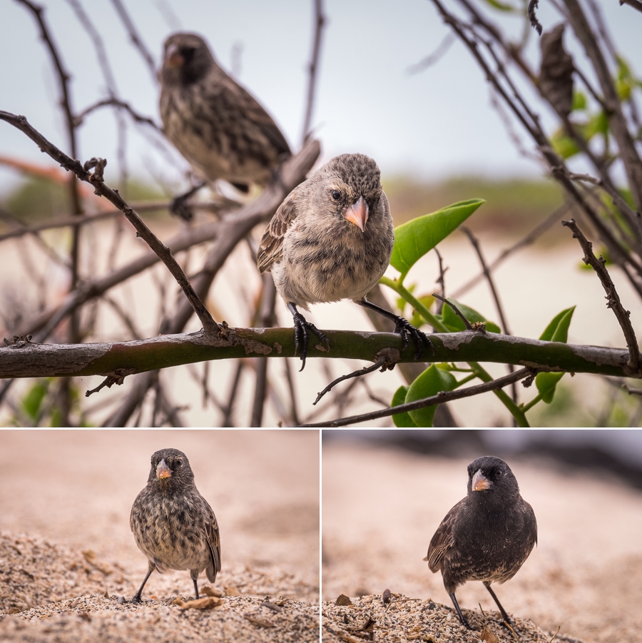 Galapagos Finches at La Lobería - Isla San Cristóbal - Galapagos