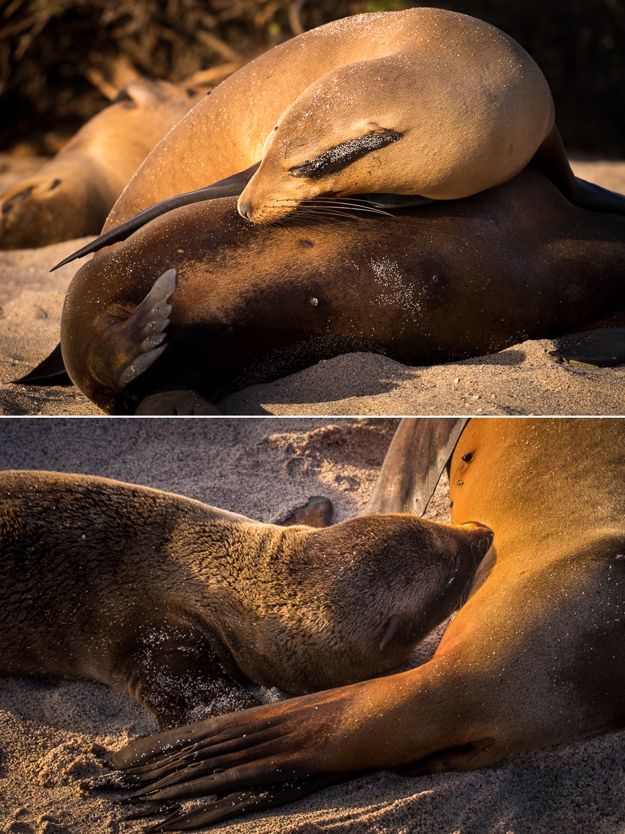 Sea lion pups nursing at Playa Punta Carola - Isla San Cristóbal - Galapagos