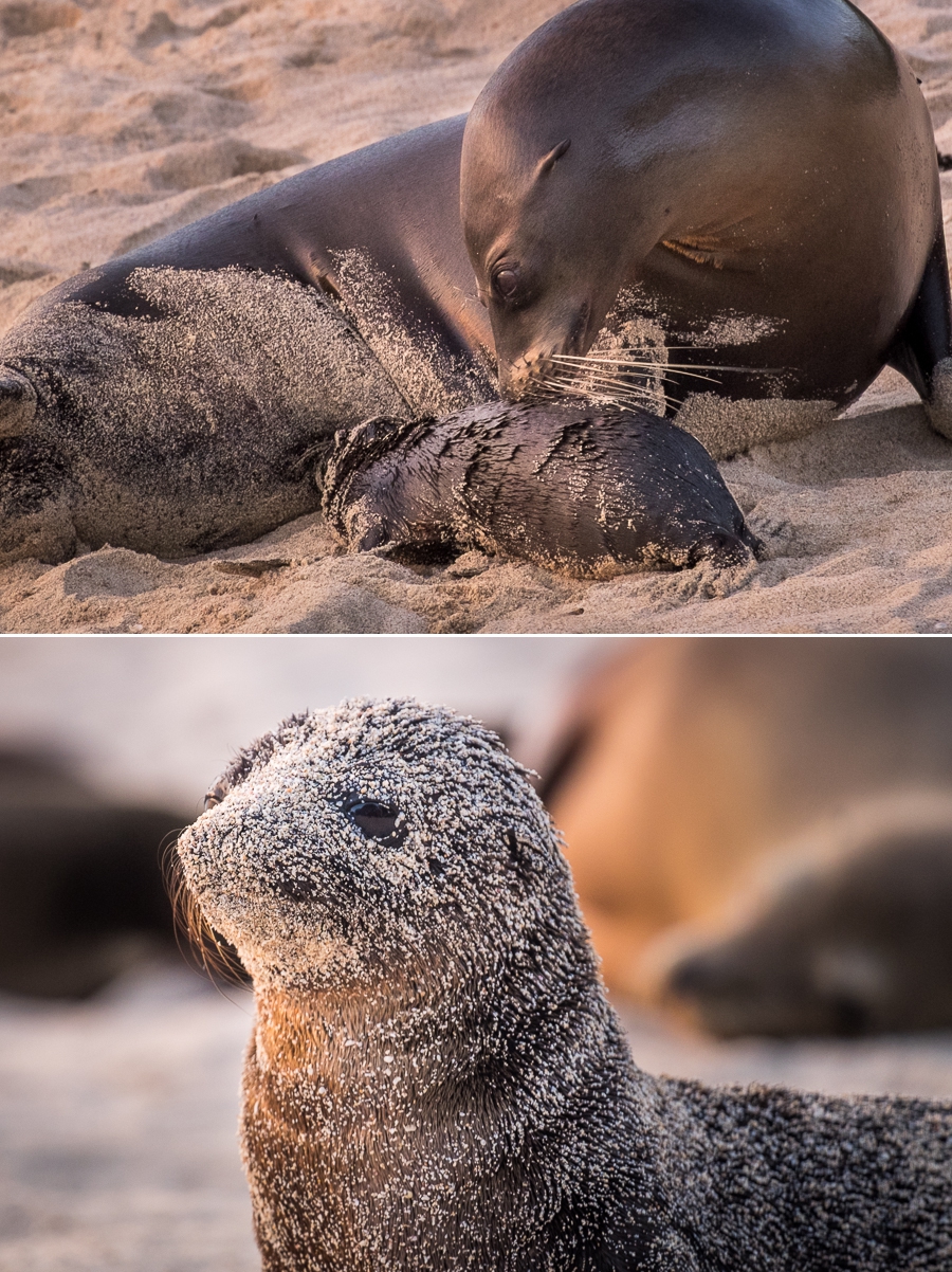 Sea lions on Playa Mann - San Cristóbal Island - Galapagos