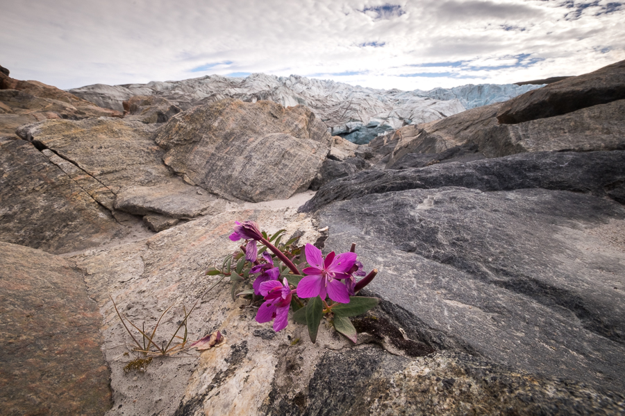 The purple Niviarsiaq - Greenland's national flower - growing between the rocks in front of the Russell Glacier near Kangerlussuaq, West Greenland