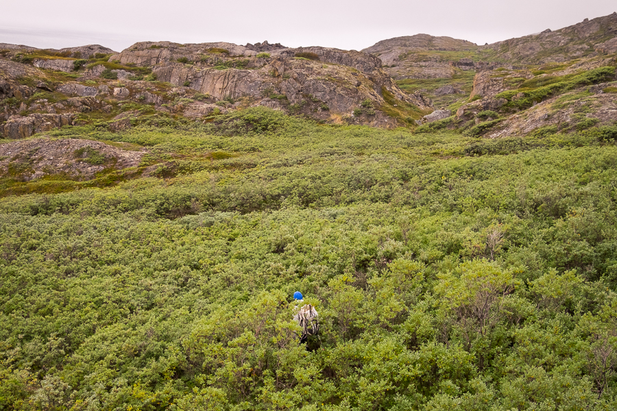 My friend almost completely covered by the dwarf Arctic Birch forest between Assaqutaq and Sisimiut - West Greenland