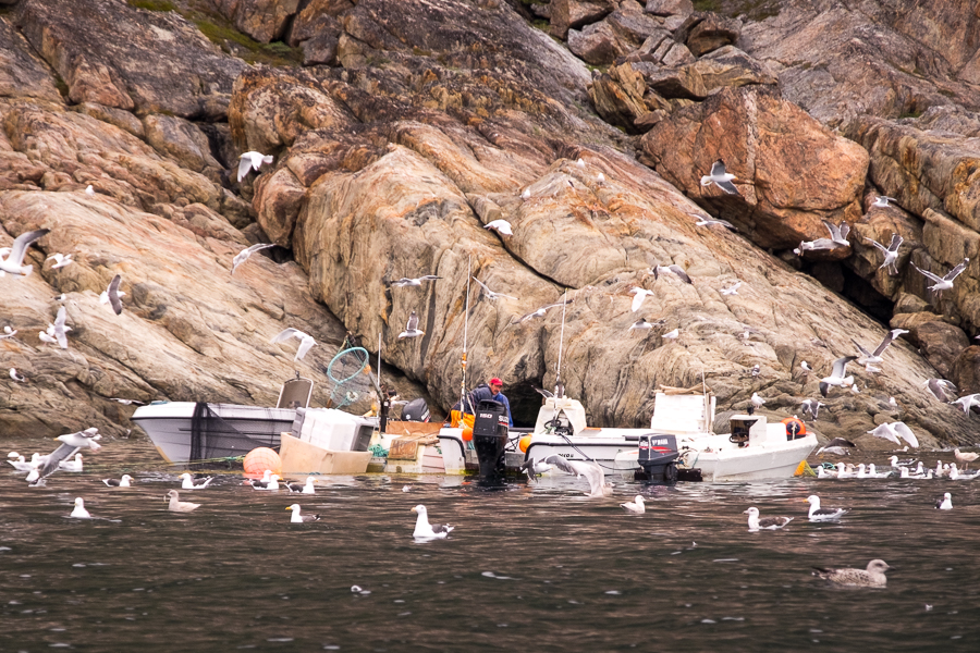 Fisherman being swarmed by seagulls as he attempts to check his nets from his boat - near Sisimiut - West Greenland