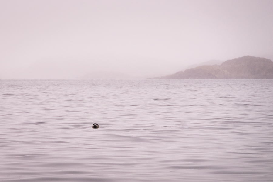 head of a seal poking out of the ocean - Sisimiut - West Greenland