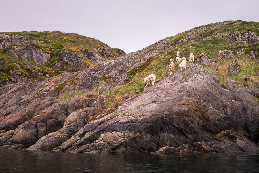 Pack of 5 Greenlandic Sled Dogs on and island off Sisimiut, West Greenland