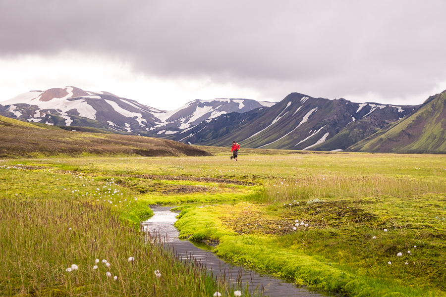 Arctic cottongrass in the river valley - Volcanic Trails - Central Highlands, Iceland