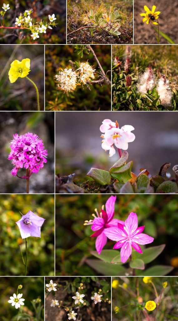 Montage of flowers found along the Arctic Circle trail in late August. West Greenland