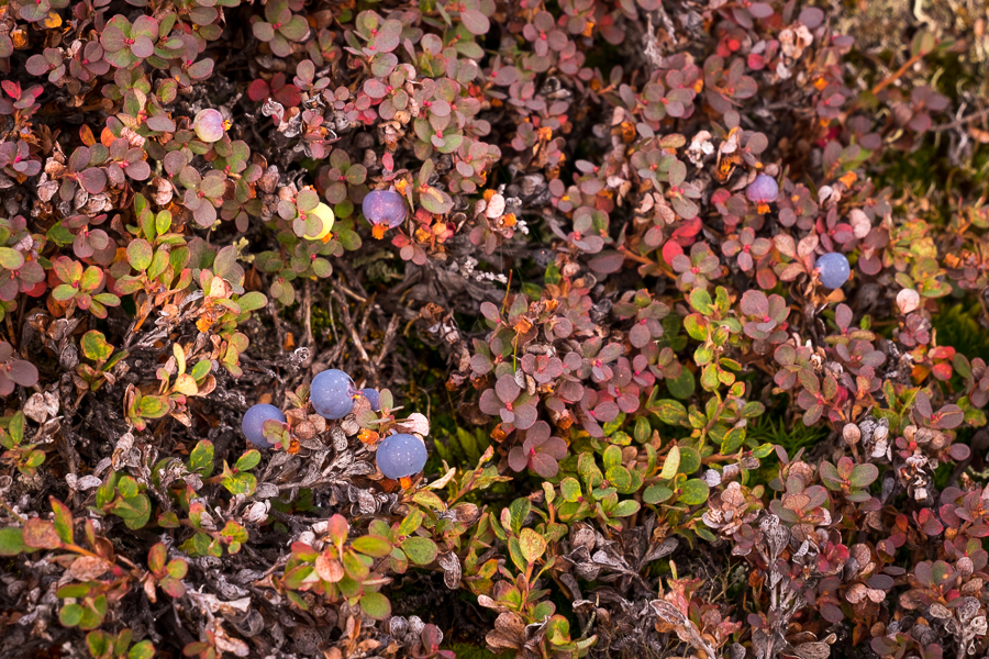 Wild blueberries - Arctic Circle Trail - West Greenland