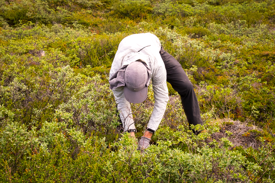 Tyson picking wild blueberries along the  Arctic Circle Trail - West Greenland