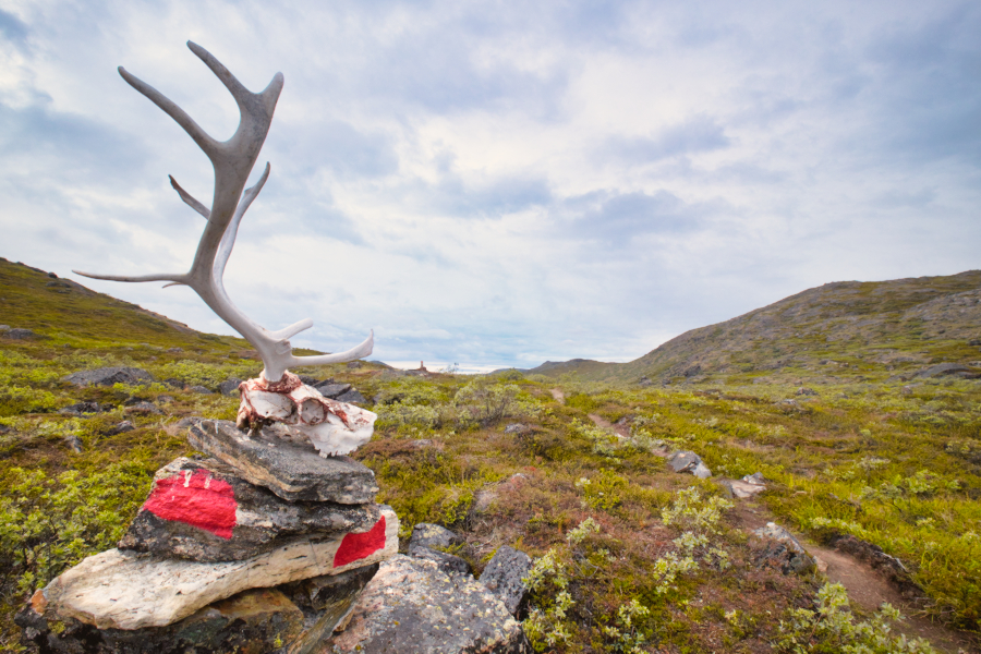 Reindeer skull sitting atop a stone cairn marked with the red half-circle indicating the Arctic Circle Trail. The trail runs beside.  Near Kangerlussuaq, West Greenland.