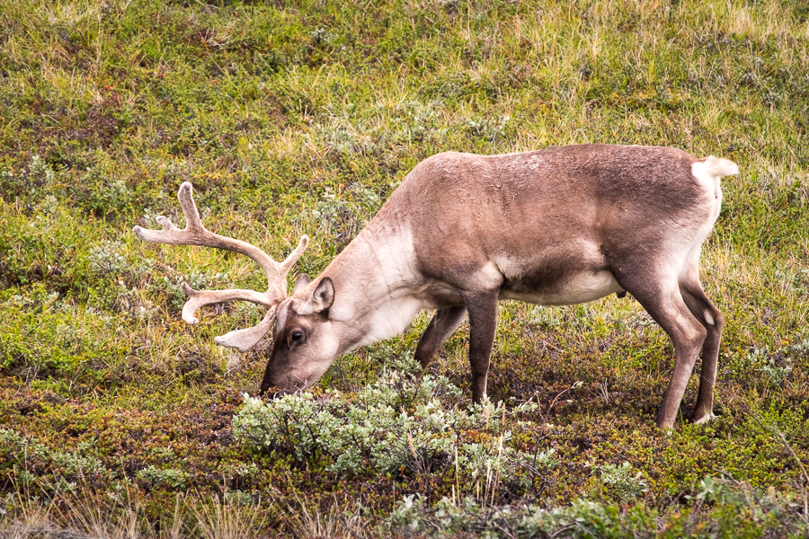 Reindeer - Arctic Circle Trail - West Greenland