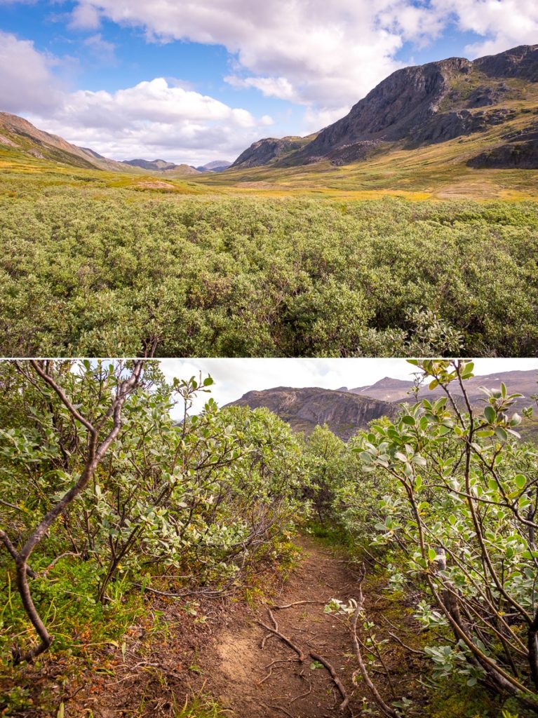 Forest of arctic willow - Arctic Circle Trail - West Greenland