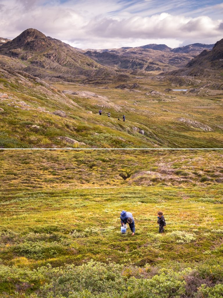 Locals collecting crowberries -  Sisimiut UFO hike - West Greenland