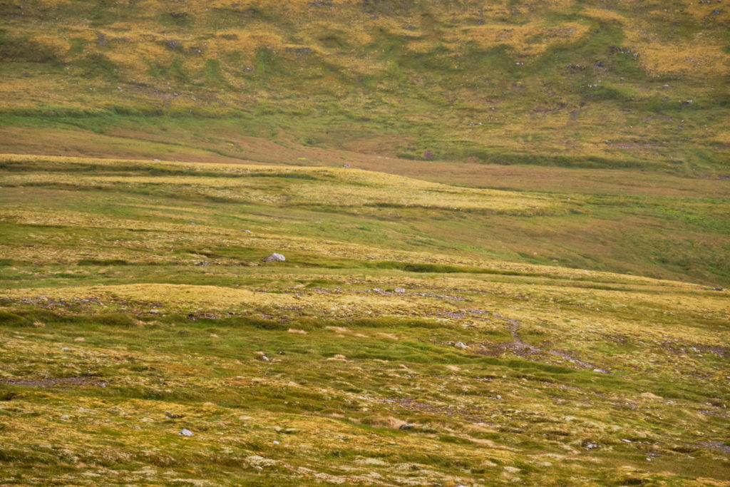 Glimpse of the lower trail to Hornbjargsviti - Hornstrandir - Iceland