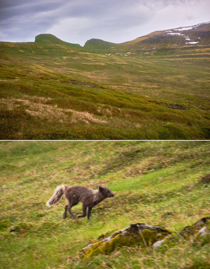 Bush bashing to try to find the trail (top) and a sprinting Arctic Fox (bottom) - Hornbjarg - Hornstrandir - Iceland