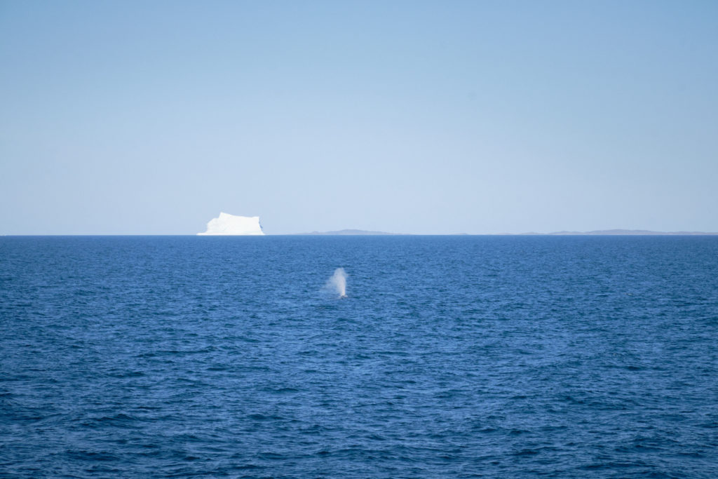 Disko Bay home to whales in the summer  - Sarfaq Ittuk - West Greenland