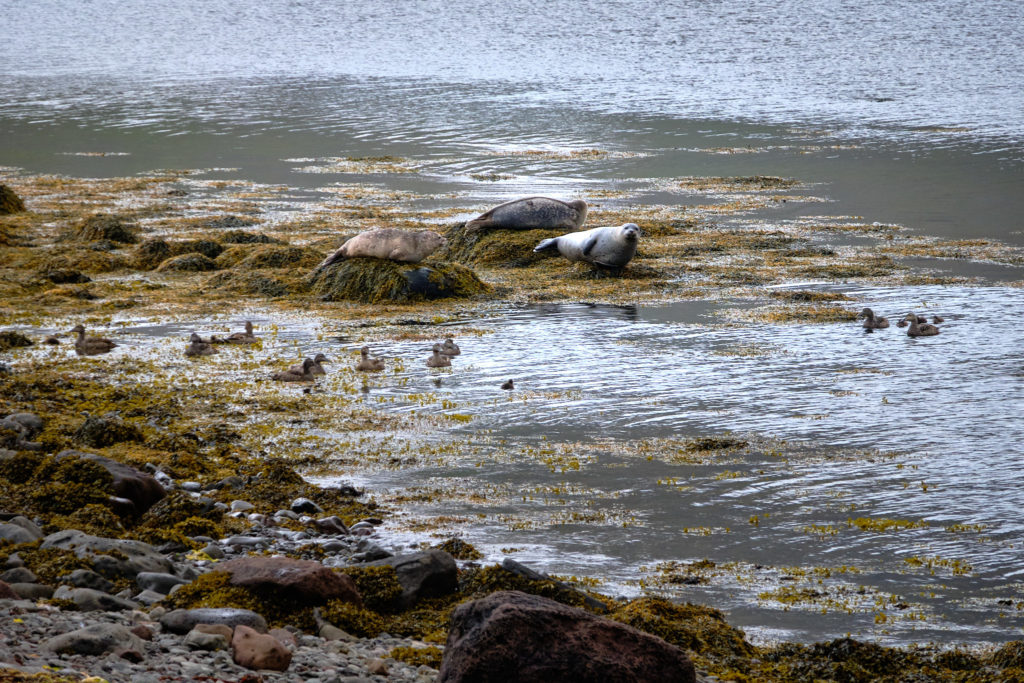 Seals resting on the rocks near the trail to the old whaling station at Sekkeyri near Hesteyri - Hornstrandir - Iceland