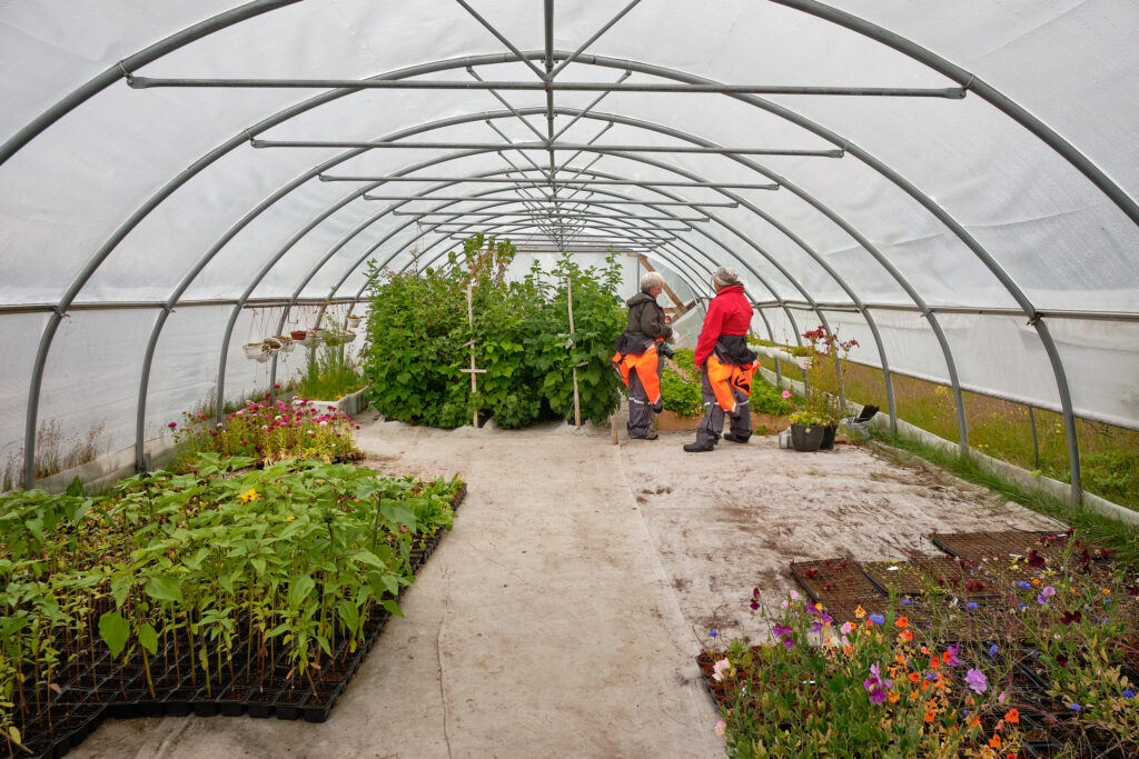 Inside a greenhouse at Upernaviarsuk research station near Qaqortoq