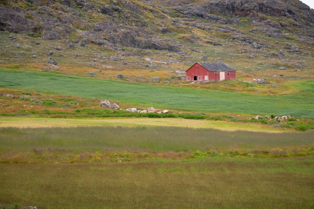 The regular green fields of Upernaviarsuk near Qaqortoq