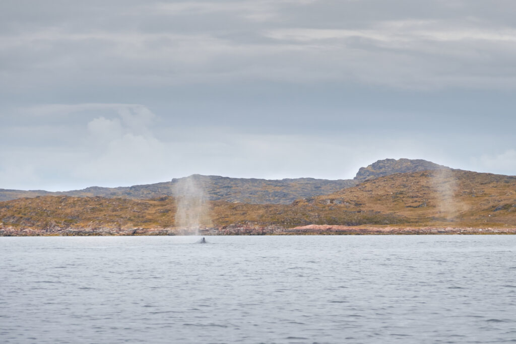 Whale blows near Aasiaat 