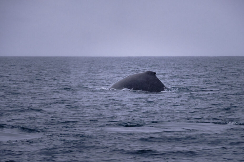 Humpback whale in December near Nuuk