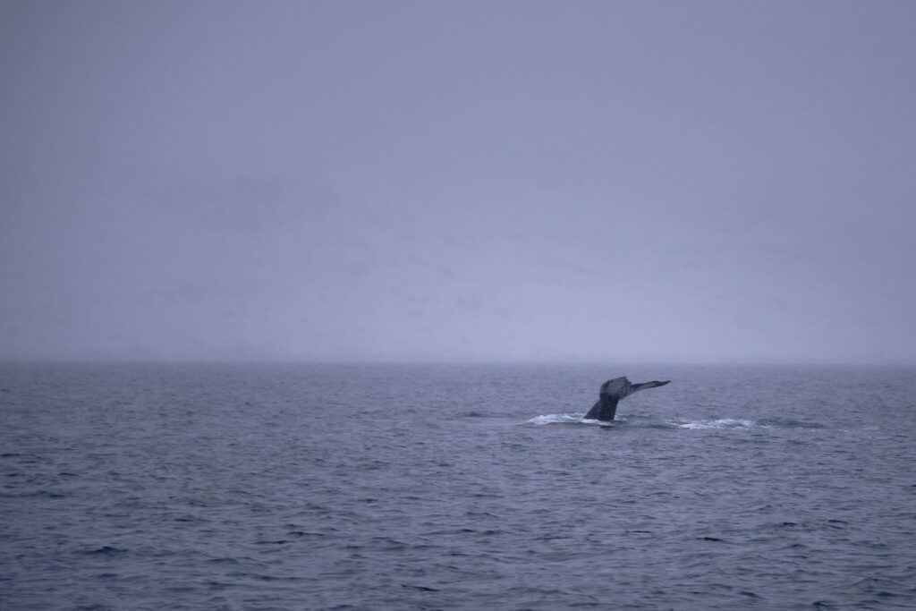 Humpback whale tail in December near Nuuk